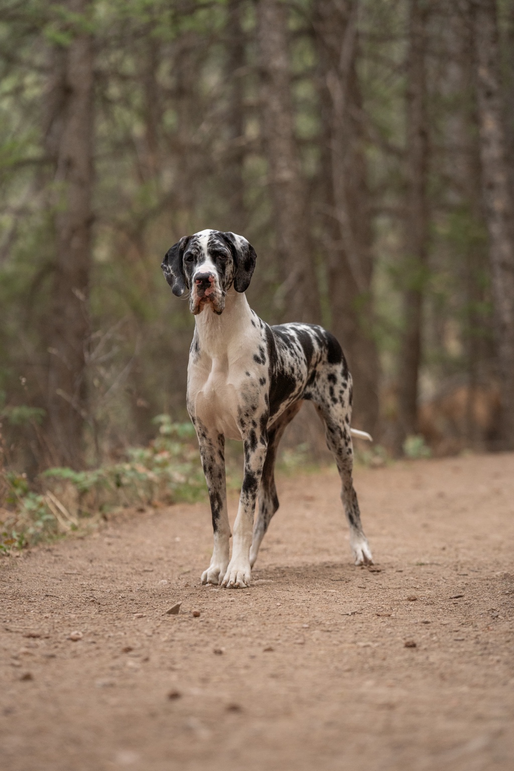 Summit, Great Dane
