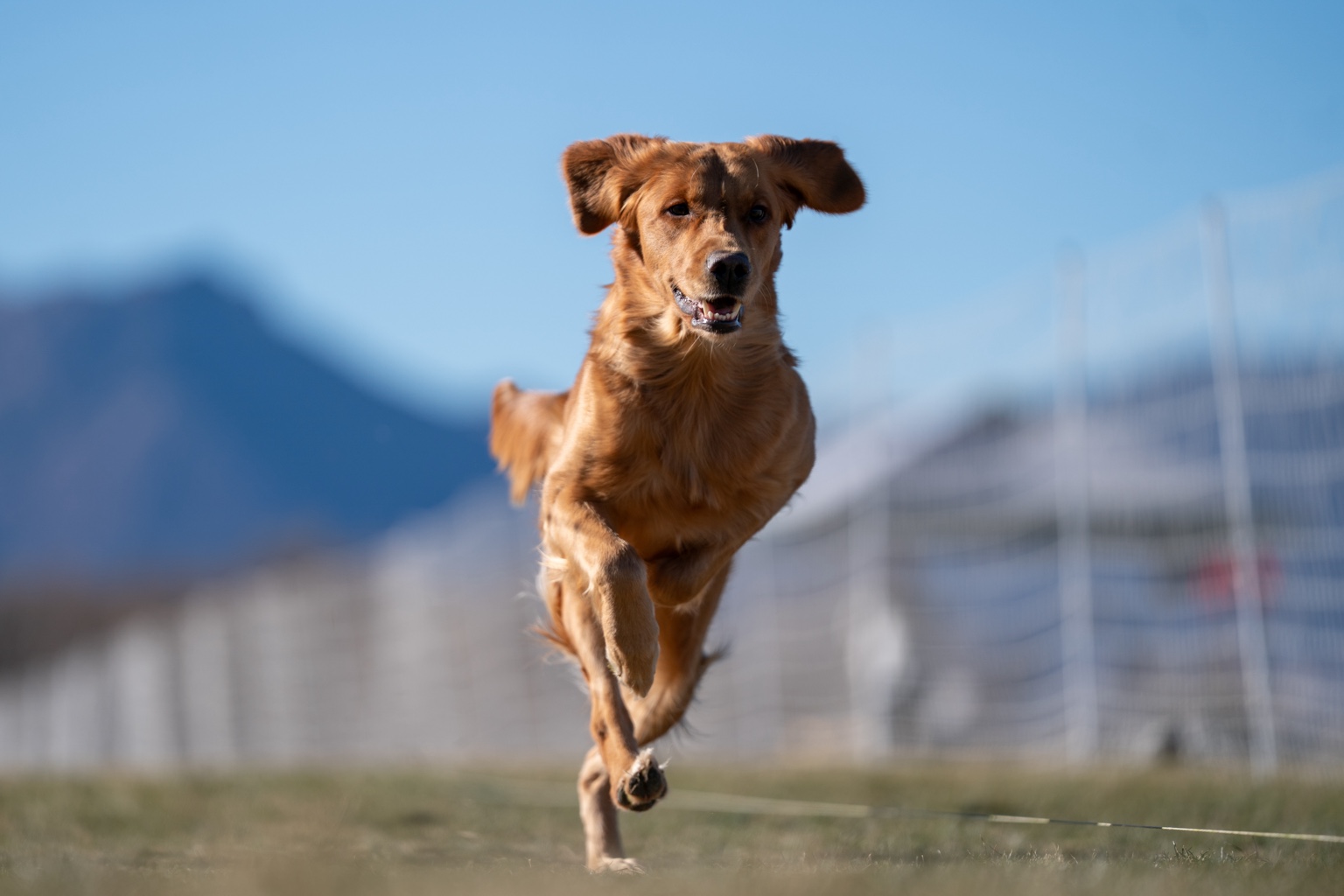 Willow running
