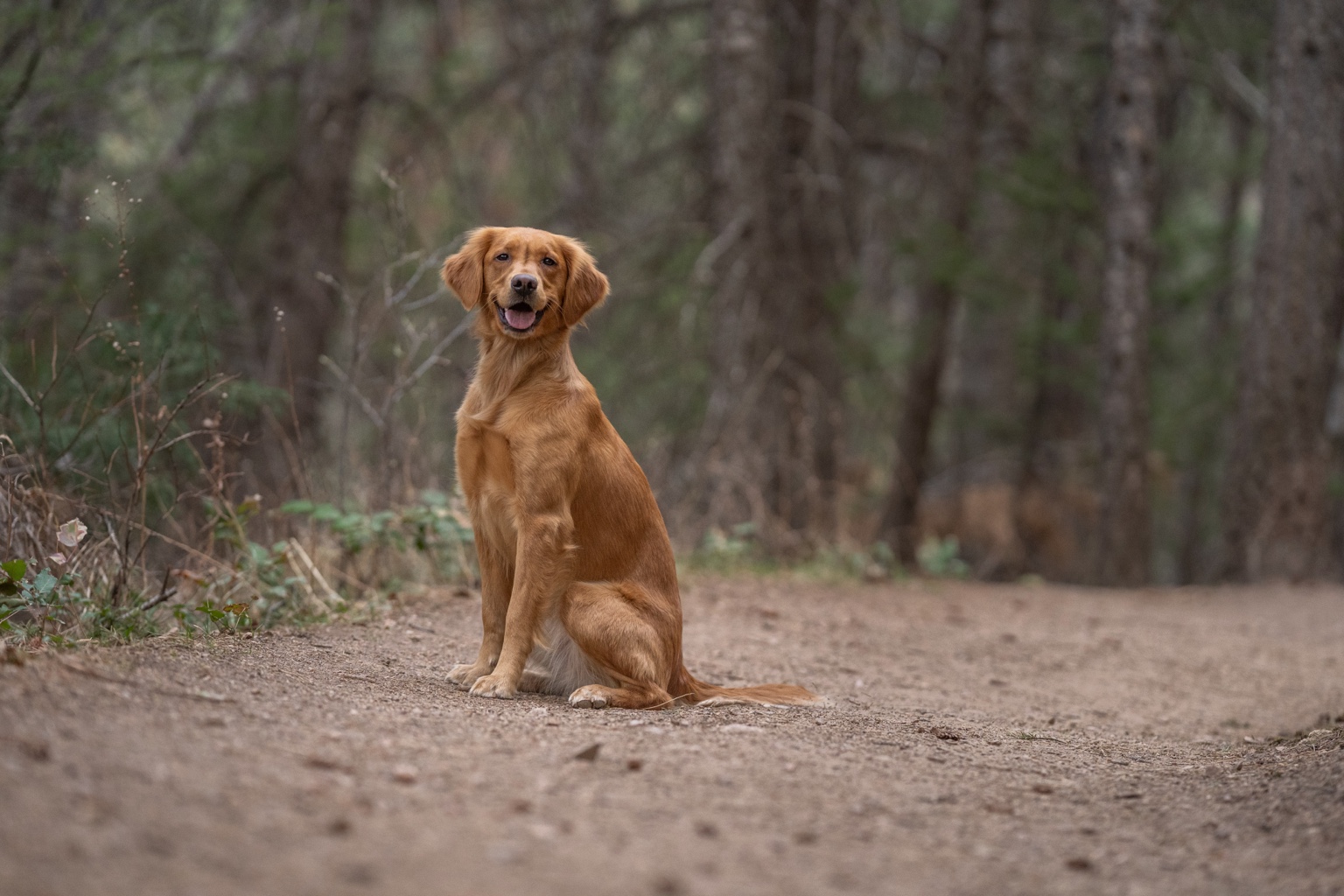 Willow, Golden Retriever